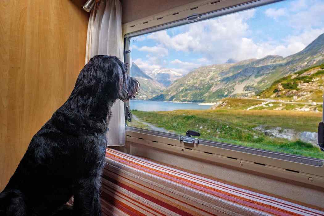 Großbritanien nach dem Brexit: Hunde und Haustiere