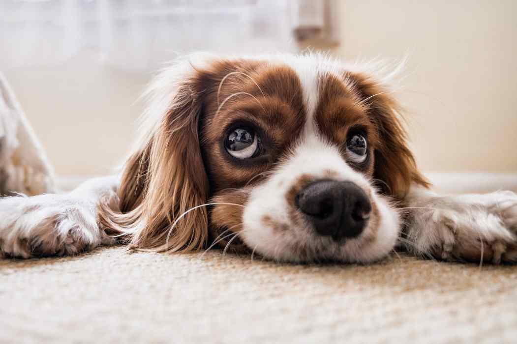 Hunde erkranken in Norwegen